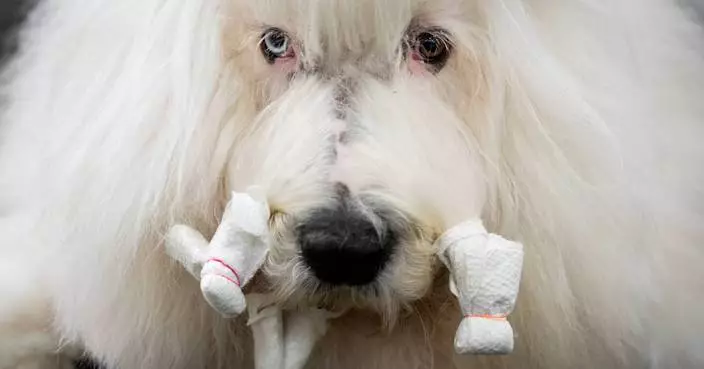 Couples at the Westminster show bond over dogs, and each other