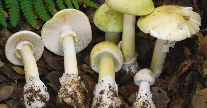 4 people have died from eating death cap mushrooms as they spread in California after rains