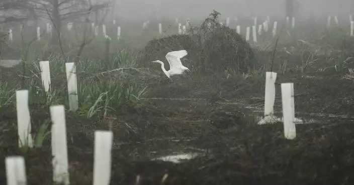 What can toughen Louisiana coast against worsening storms? 4 years and 30,000 trees