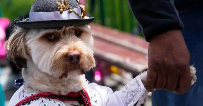 Photos of dogs in their costumes as pet lovers kick off Carnival