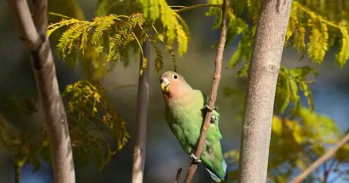 What we can learn from lovebirds, the rare birds that mate for life