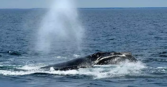 US ocean regulator faces criticism over changes to right whale protection rule
