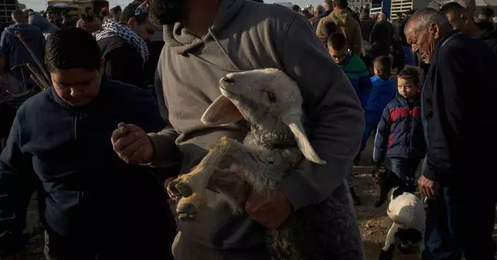 Photos of sheep and goats for sale at a West Bank livestock market
