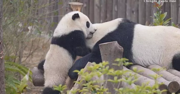Newly released footage shows panda cub clingy to mother