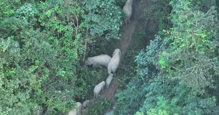 China-Laos green power corridor protects elephant habitat