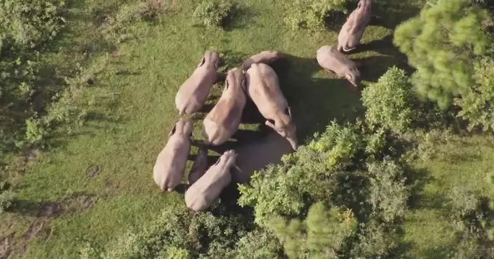 Monitoring efforts enhance wild elephants conservation, coexistence in southwest China