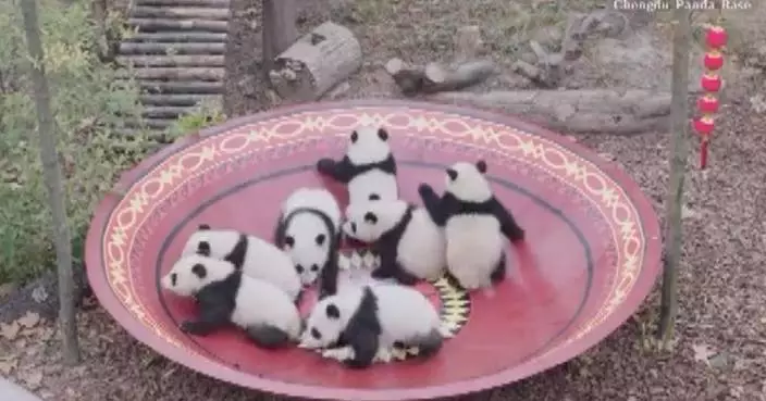 Panda cubs send Spring Festival greetings from southwest China