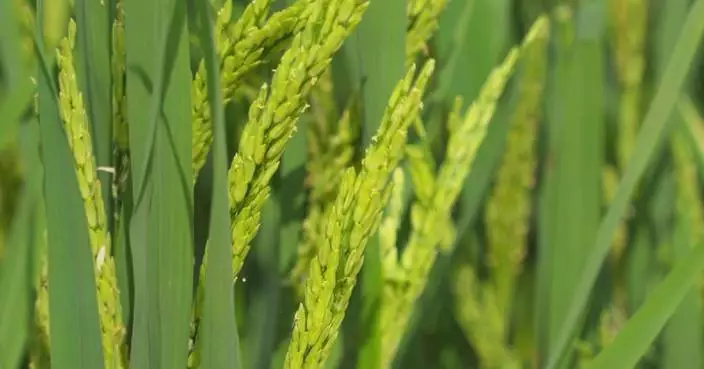 Chinese scientists use AI in rice seed breeding