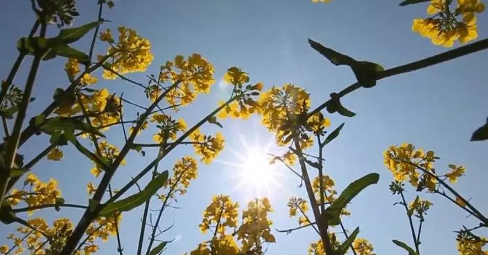 China to make fair ruling on Canadian canola seeds: commerce ministry