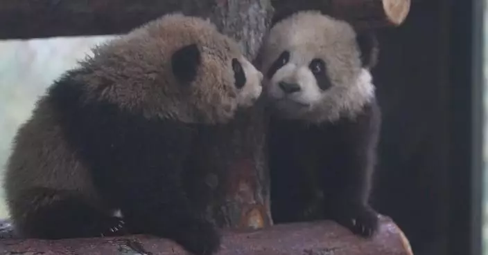 Twin panda cubs greet first visitors in Shanghai ahead of Chinese New Year