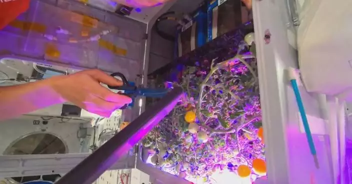 Chinese astronauts to expand in-orbit menu as space-grown tomatoes ready for harvest