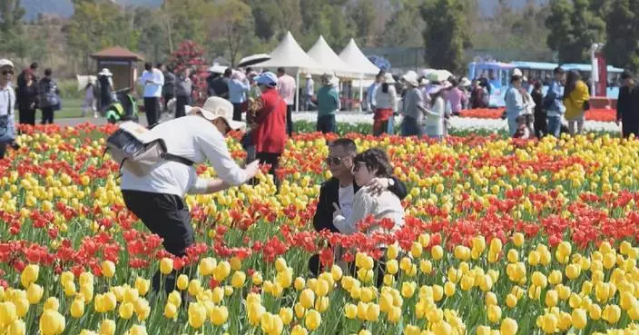 Yunnan welcomes spring with blooming tulips