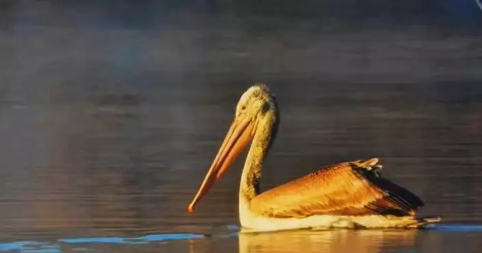 Rare bird species spotted wintering in Xinjiang