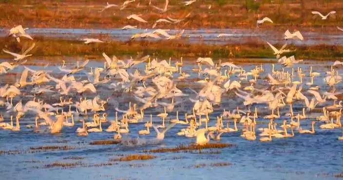 Chinese conservationists work dedicatedly to ensure safe winter for record migratory bird populations