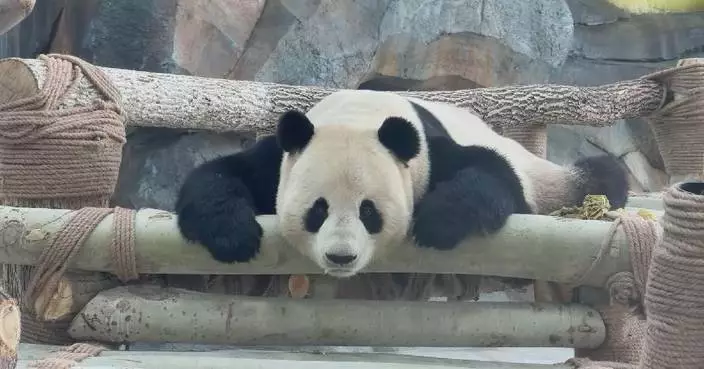 Giant pandas make public debut at Xinjiang zoo