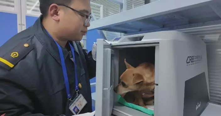 Pet-friendly travel in China moves from novelty to structured service