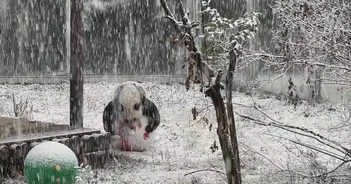 Giant panda frolics in snow at Shaanxi park