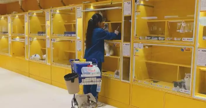 Pet travel, boarding services surge during Spring Festival holiday