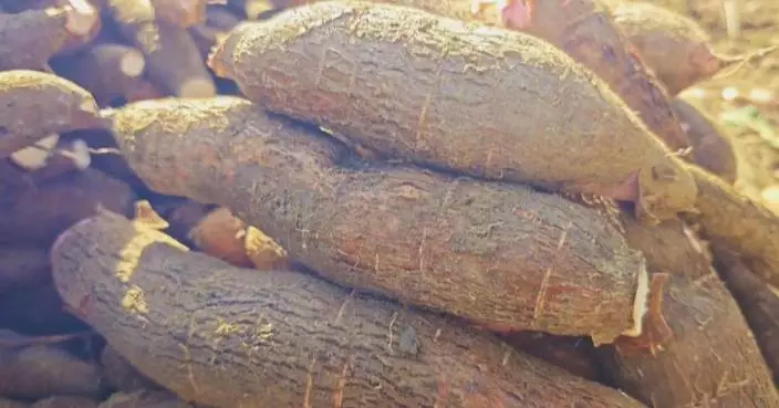 Chinese agricultural firms empower Vietnam's cassava industry