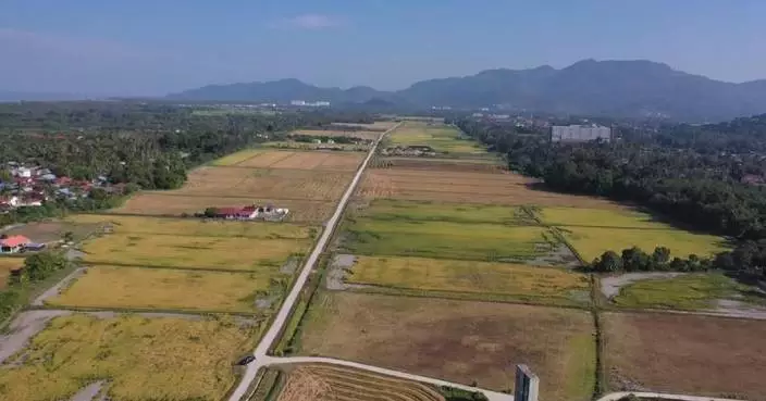 China’s ratoon rice technology boosts yields, food security in Malaysia