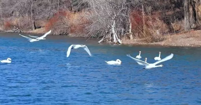 Mute swans spotted prepareing for spring migration in Xinjiang wetland park