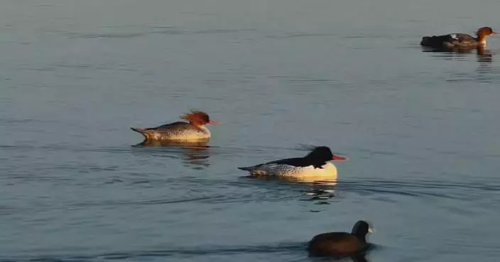 Chinese mergansers recorded for first time in Shuyang County, east China’s Jiangsu