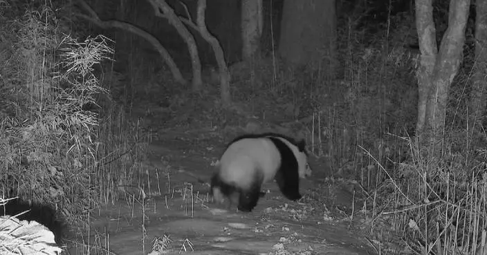 Wild giant panda caught on camera in SW China’s Sichuan