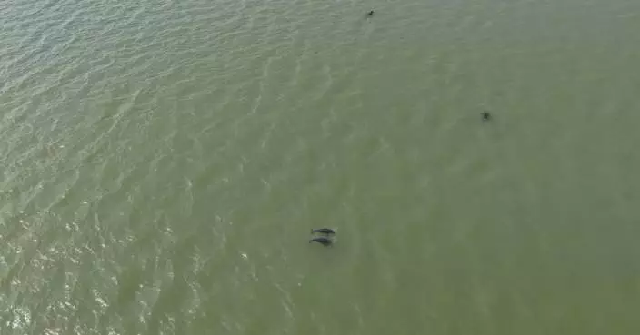 Rare Yangtze finless porpoises spotted early in Hunan