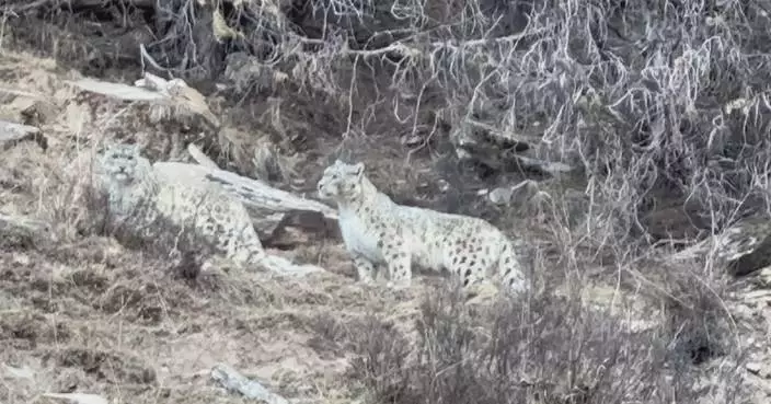 Rare footage shot by local herder shows snow leopards roaming in wild of Qinghai