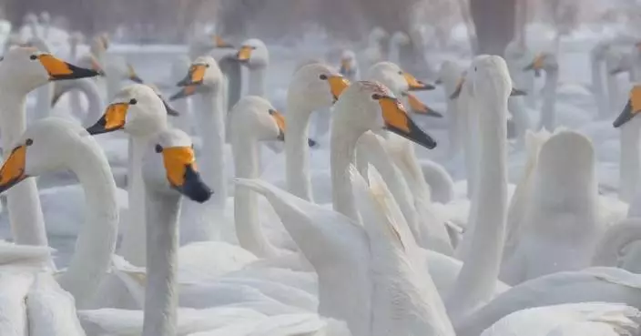 Whooper swans stop over at wetland park in Xinjiang