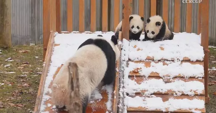 Panda family seen playing in snow at conservation base