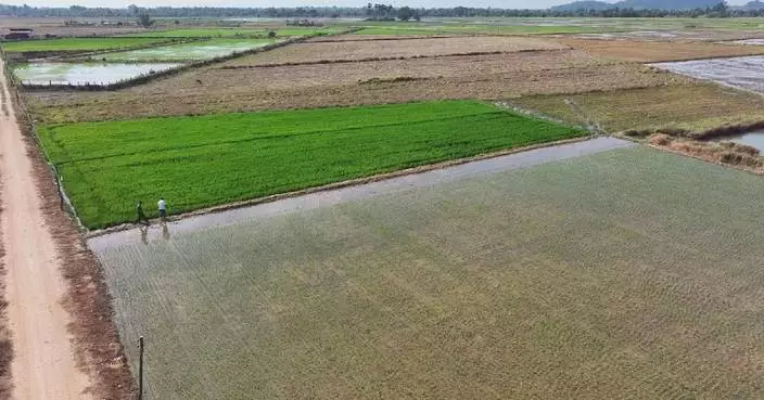 Chinese expertise helps boost yields for Lao farmers via locally adapted crop varieties