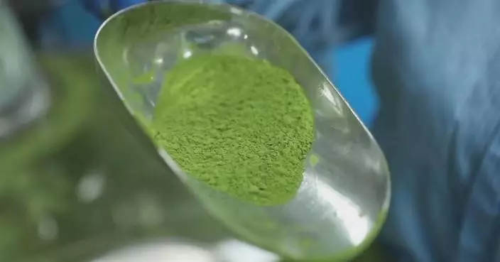 Global matcha powerhouse in southwest China’s Guizhou aims to quadruple production