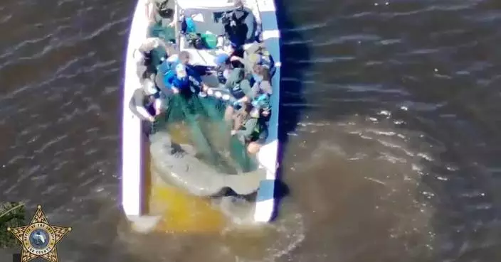 Injured mother manatee and calf are rescued in Florida and taken to SeaWorld