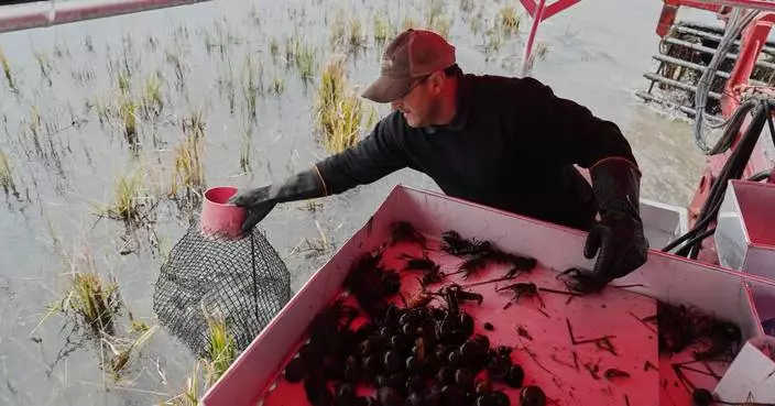Giant snails and tiny insects threaten the South’s rice and crawfish farms