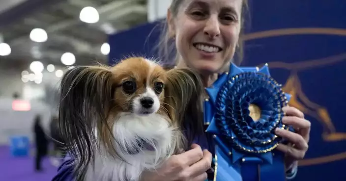 Photos of the Westminster dog show