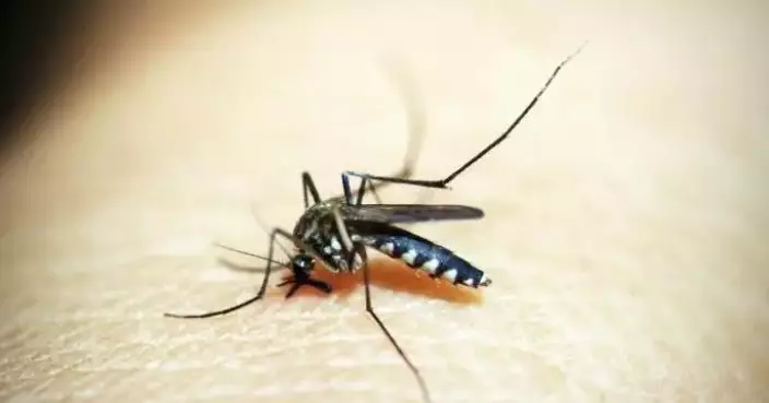 FEHD Reports Zero Aedes Albopictus Mosquitoes in February Gravidtrap Survey Across 27 Areas