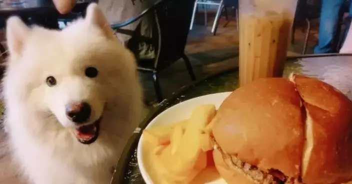 The Catering Business Welcomes Dogs into Approved Eateries, Looking Forward to New Business Opportunities