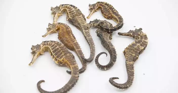 AFCD Warns Against Importing Endangered Species Without License Ahead of Chinese New Year