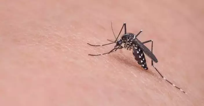 February Gravidtrap Index Shows Low Aedes Albopictus Mosquito Presence Across Survey Areas, FEHD Reports