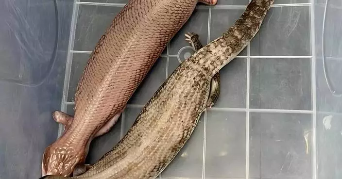 Hong Kong Customs Seizes 44 Live Lizards, 41 Likely Endangered, Valued at $115,000