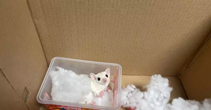 Customs Seizes Illegal Animal Imports at Hong Kong Border, Arrests 17-Year-Old Passenger