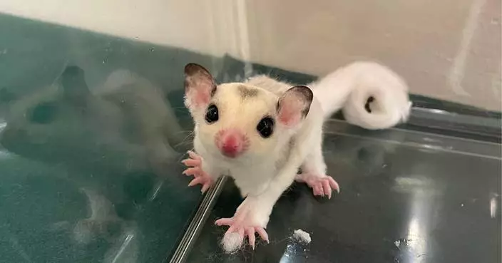 Hong Kong Customs Seizes Eleven Illegally Imported Animals, Arrests Female Passenger