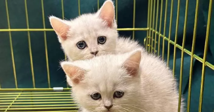 Hong Kong Customs Seizes Three Illegally Imported Cats Worth $75,000 at Lo Wu Control Point