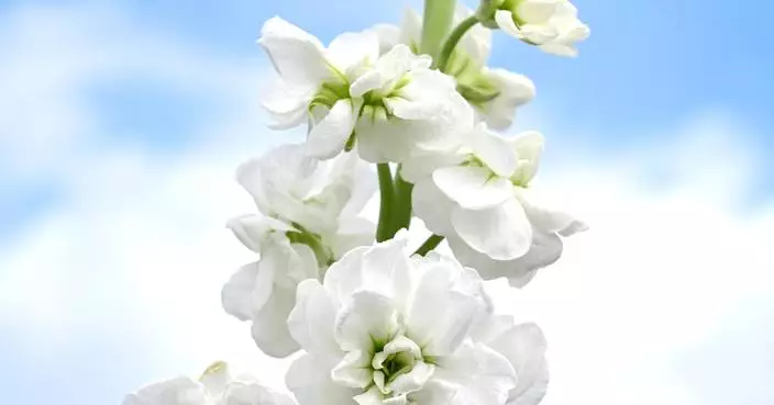 Hong Kong Flower Show 2024: A Fragrant Journey Through Floral Beauty at Victoria Park!