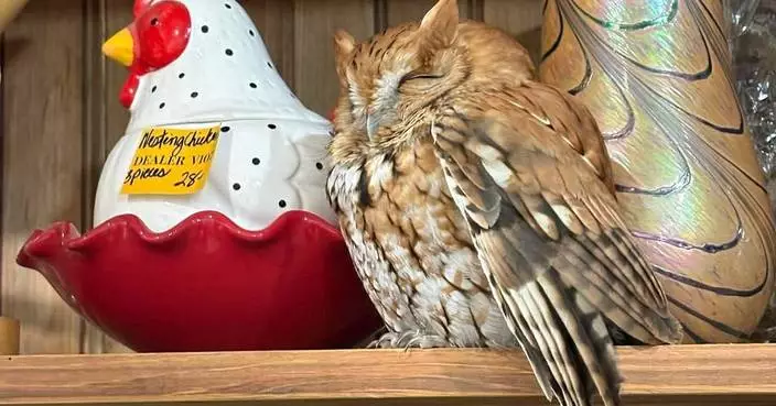Sleepy owl found resting among items on a New York antique store shelf