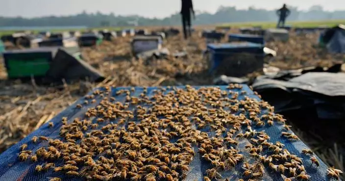 India's migratory beekeepers and their hives follow the flowers to make the honey flow