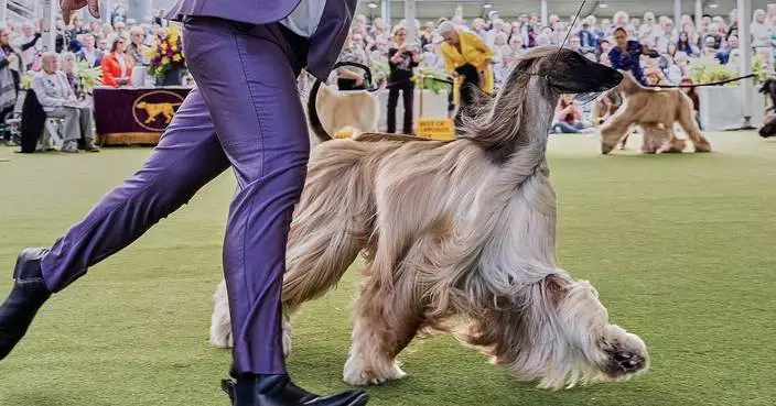 Dog Show 101: What to know about the 150th Westminster show