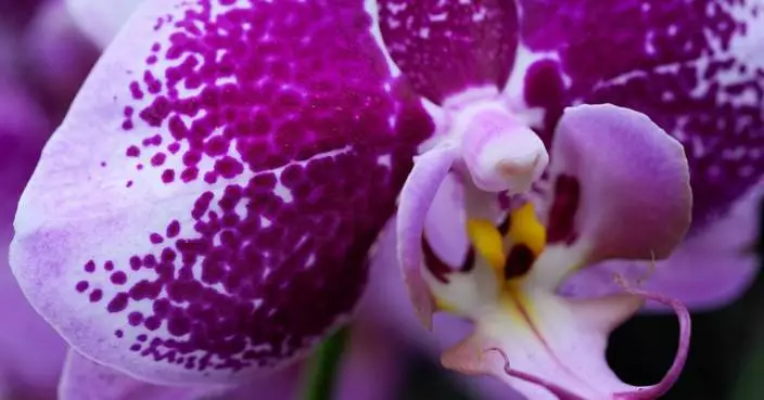 Annual orchids show brings vivid color to Chicago winter