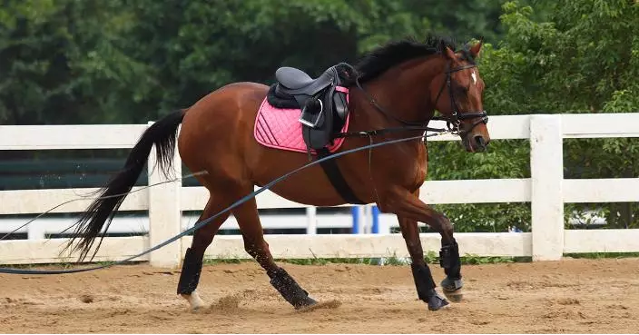 Galloping Horse Symbolizes Success and Ambition